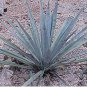 Agave tequilana 10 PCS Seeds