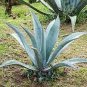 Agave tequilana 10 PCS Seeds