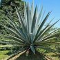 Agave tequilana 10 PCS Seeds