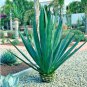 Agave triangularis 'Subintegra' Seeds Succulents Garden Plants 10 PCS Seeds