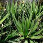 Agave triangularis 'Subintegra' Seeds Succulents Garden Plants 10 PCS Seeds