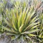 Agave triangularis 'Subintegra' Seeds Succulents Garden Plants 10 PCS Seeds