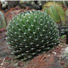 Agave Victoriae Reginae exotic rose succulent aloe hardy plant 10 PCS Seeds Agave Victoriae Reginae exotic rose succulent aloe hardy plant 10 PCS Seeds