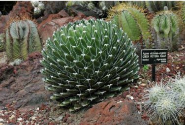 Agave Victoriae Reginae exotic rose succulent aloe hardy plant 10 PCS Seeds