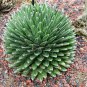 Agave Victoriae Reginae exotic rose succulent aloe hardy plant 10 PCS Seeds
