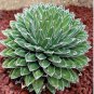 Agave Victoriae Reginae exotic rose succulent aloe hardy plant 10 PCS Seeds