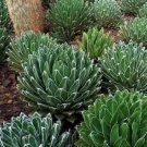 Agave Victoriae-reginae 5 PCS Seeds