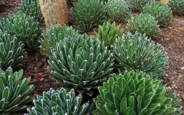 Agave Victoriae-reginae 5 PCS Seeds