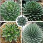 Agave Victoriae-reginae 5 PCS Seeds