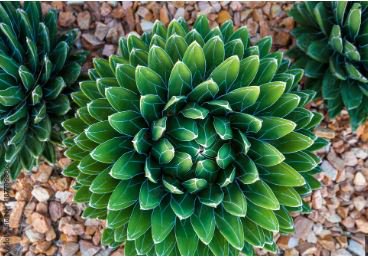 Agave Victoriae-Reginae Royal Agave Succulent Flowering Perennial Plant 20 PCS Seeds