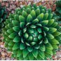 Agave Victoriae-Reginae Royal Agave Succulent Flowering Perennial Plant 20 PCS Seeds