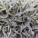 Agave vilmoriniana Succulents Garden Plants 10 PCS Seeds
