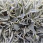 Agave vilmoriniana Succulents Garden Plants 10 PCS Seeds