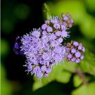 ageeratum Conyzoides Bonsai Rare Beautiful Flower Bonsai Home Garden 100 PCS Seeds ageeratum Conyzoides Bonsai Rare Beautiful Flower Bonsai Home Garden 100 PCS Seeds
