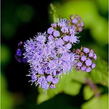 ageeratum Conyzoides Bonsai Rare Beautiful Flower Bonsai Home Garden 100 PCS Seeds