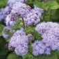 ageeratum Conyzoides Bonsai Rare Beautiful Flower Bonsai Home Garden 100 PCS Seeds