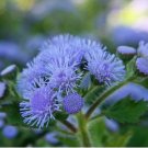 Ageratum 'Blue Ball' Quality Flower 38 PCS Seeds Ageratum 'Blue Ball' Quality Flower 38 PCS Seeds