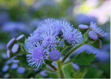 Ageratum 'Blue Ball' Quality Flower 38 PCS Seeds