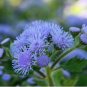 Ageratum 'Blue Ball' Quality Flower 38 PCS Seeds