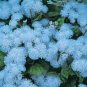 Ageratum 'Blue Ball' Quality Flower 38 PCS Seeds