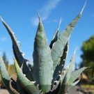 Agave xylonacantha Succulent Garden Plants 10 PCS Seeds