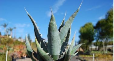 Agave xylonacantha Succulent Garden Plants 10 PCS Seeds