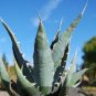 Agave xylonacantha Succulent Garden Plants 10 PCS Seeds