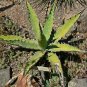 Agave xylonacantha Succulent Garden Plants 10 PCS Seeds