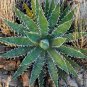 Agave xylonacantha Succulent Garden Plants 10 PCS Seeds