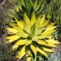 Agave xylonacantha Succulent Garden Plants 10 PCS Seeds