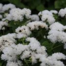 Ageratum Conyzoides Flowers 100 PCS Seeds