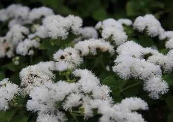 Ageratum Conyzoides Flowers 100 PCS Seeds