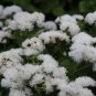 Ageratum Conyzoides Flowers 100 PCS Seeds
