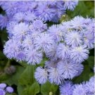 Ageratum Mauritius F1  28 PCS Seeds