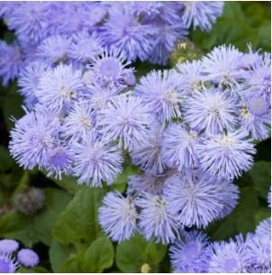 Ageratum Mauritius F1  28 PCS Seeds
