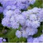 Ageratum Mauritius F1  28 PCS Seeds