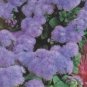 Ageratum Mauritius F1  28 PCS Seeds