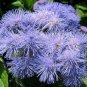 Ageratum Mauritius F1  28 PCS Seeds