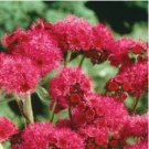 Ageratum Red Sea 10 PCS Seeds Ageratum Red Sea 10 PCS Seeds