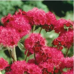 Ageratum Red Sea 10 PCS Seeds