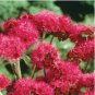 Ageratum Red Sea 10 PCS Seeds
