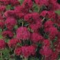 Ageratum Red Sea 10 PCS Seeds