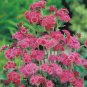 Ageratum Red Sea 10 PCS Seeds