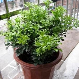 Aglaia Odorata Bonsai Rare Balcony Potted Plant 100 PCS Seeds