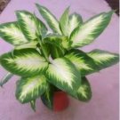 Aglaonema Green Taro 50 PCS Seeds