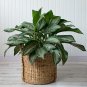 Aglaonema Green Taro 50 PCS Seeds