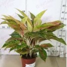 Aglaonema spp Sansevieria Bonsai Indoor Plants 100 PCS Seeds Aglaonema spp Sansevieria Bonsai Indoor Plants 100 PCS Seeds