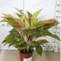 Aglaonema spp Sansevieria Bonsai Indoor Plants 100 PCS Seeds