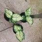 Aglaonema spp Sansevieria Bonsai Indoor Plants 100 PCS Seeds