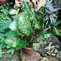 Aglaonema spp Sansevieria Bonsai Indoor Plants 100 PCS Seeds